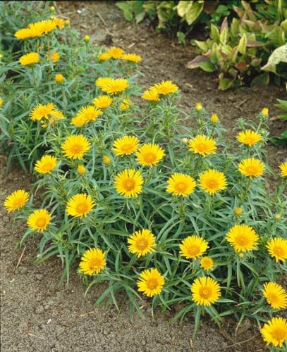 Inula ensifolia ca. 9x9 cm Topf - Schwert-Alant, gelbe Blüten, Blütezeit Juli-September, ideal für Steingärten, trockenheitsresistent, pflegeleicht