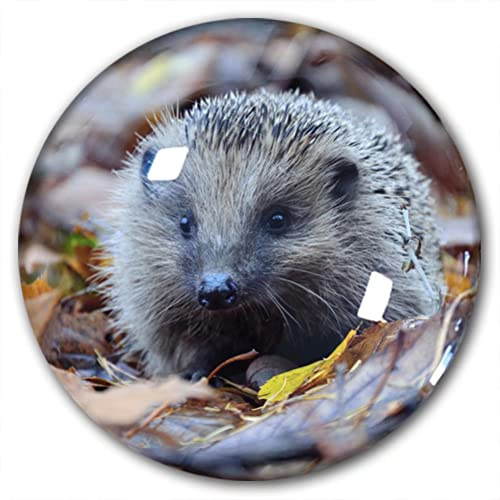 Kühlschrankmagnet, Igel, dekorativer Magnet, Reise-Souvenir, Kristallglas
