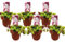 Plant in a Box - Dionaea Muscipula - Venusfliegenfalle - Set von 6 - Fleischfressende Pflanze - Zimmerpflanze - Topf 5,5 cm - Höhe 5-10 cm