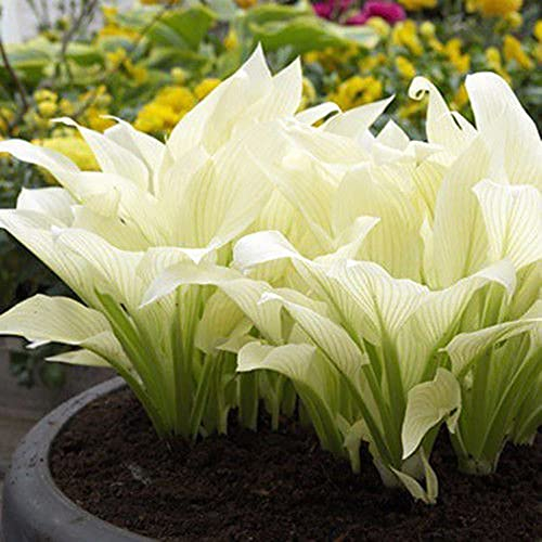 Oce180anYLVUK Hosta Plantaginea Samen, Blumen, Wiesensamen, 100 Stück Beutel Hosta Plantaginea Samen Weiße Duftende Blütenblätter Büro Schreibtische Blumensamen Saat