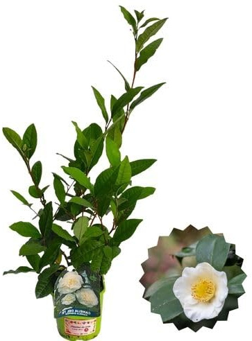 P. Piantine da Orto | Pianta del The - Camellia Sinensis, Vaso Diametro 14 cm, Pianta Pronta per il Trapianto, Pianta Vera da Esterno, Frutti Esotici, Vivaio Italiano