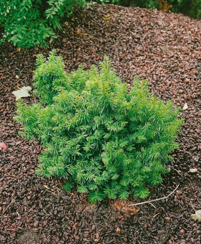 Taxus cuspidata 'Nana' 15-20 cm - Japanische Eibe, kompakter Wuchs, immergrün, ideal für Hecken und Kübel, pflegeleicht, winterhart