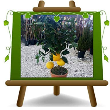 EURO PLANTS VIVAI Zitrusfrüchte Grapefruit Gelb Citrus Paradisi Obstpflanze auf Topf ø 26 cm - Höhe 80~90 cm
