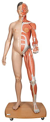 3B Scientific Menschliche Anatomie - Lebensgroße zweigeschlechtige 3B Scientific® Muskelfigur, asiatisch, 39-teilig + kostenlose Anatomie App - 3B Smart Anatomy