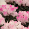 semi di ciclamino giardino interno piante decorative semi di giardino fiorito perenni resistenti perenni, semi di fiori selvatici perenni resistenti, semi resistenti di ciclamino - 25pcs