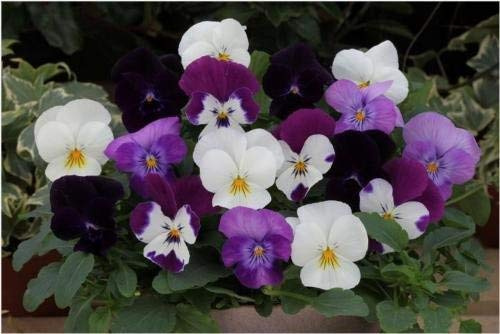 Trailing Pansy Seeds Freefall Moonlight Mix 25 Pansy Seeds Hanging Basket Pansy