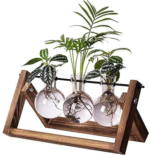 Kingbuy Estaciones de propagación de Plantas, terrario, Maceta de Escritorio de Vidrio con Soporte de Madera Retro, 3 jarrones de Bombillas para hidroponía, decoración del hogar, Soporte de Plantas,