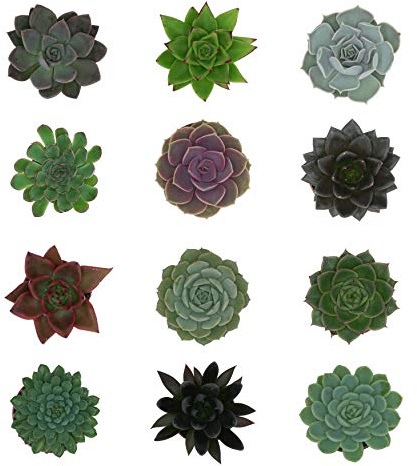 Pasiora Echeveria Mix im 6cm Topf, verschiedene kleine Pflanzen, Rosetten Geschenkset (12 Stück)
