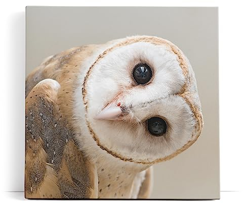 Paul Sinus Wandbild 80x80cm Schleiereule Eule mit geneigten Kopf Tierfotografie