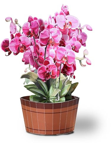 Oritouchpop Pop-Up-Papierblumen, Orchideentöpfe, 30,5 cm, lebensgroß, für immer Urlaub, Papierblumen, Dekorationen, 3D-Geburtstag, Popup-Grußkarte, Papier mit Notizkarte und Umschlag