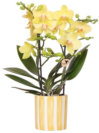 Kolibri Orchids | Gelbe Phalaenopsis Orchidee - Albenga + Painted Stripe Topf Gelb - Topfgröße Ø9cm | Blühende Zimmerpflanze - Frisch vom Züchter