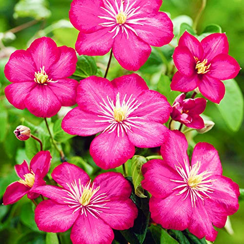 Clematis Ville de Lyon Deciduous Purple Flowering Outdoor Garden Climbing Shrub (20-30cm (Incl. Pot))