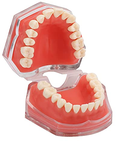 Gingiva-Modell für die Zahnärztliche Ausbildung Gingiva-Modell, Zahnmodell Bürsten Zahnseide Übungszähne Abnehmbare Zähne Abnehmbare Zähne Weich Oral Demonstration der
