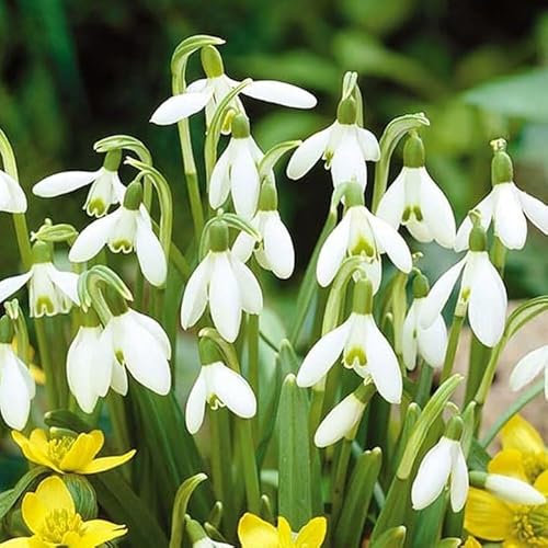 Gardeners Dream 'Galanthus Nivalis' Schneeglöckchen Zwiebeln (5 Stk.) - Blumenzwiebeln Mehrjährig Winterhart Frühblüher - Frühblüher Zwiebeln für den Pflanzen Garten und als Balkon Pflanzen
