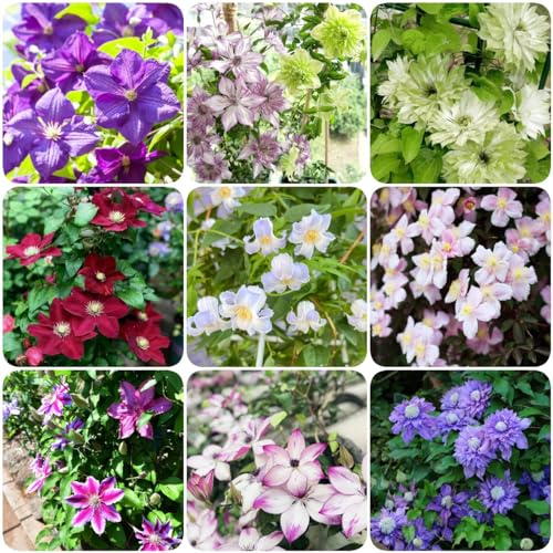 2 pcs clematis blumen zwiebeln - zwiebeln dachbegrünung bodendecker pflanzen winterhart,Clematis florida, gewächshaus balkon blumendeko knollen blumen bonsai topf mittagsblume winterhart