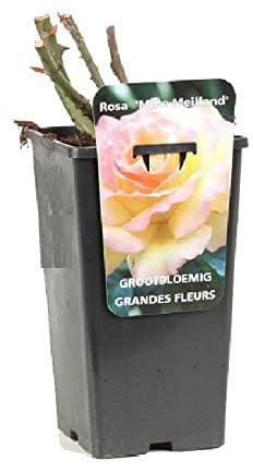 Rosier à grandes fleurs Rosa 'Mme Meilland' jaune-rose- 3,5L Conteneur