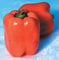 Valencia Paprika - 10 Samen - Orange Glocke