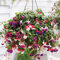 Fuchsia Trailing 20cm Pre-Planted Garden Flowers Hanging Basket x 1 by Thompson and Morgan (1)