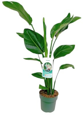 Garden Center Shop | Strelitzia Augusta M20 | Ave del Paraíso Natural 100 cm | Planta Tropical de Hojas Grandes | Interior Luminoso y Exterior Protegido
