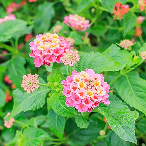wandelröschen rosa,Lantana camara samen,balkon pflanzen winterfest historisches saatgut blumenwiese samen mehrjährig balkongarten winterharte kübelpflanzen fensterbank deko innen 20 Stück