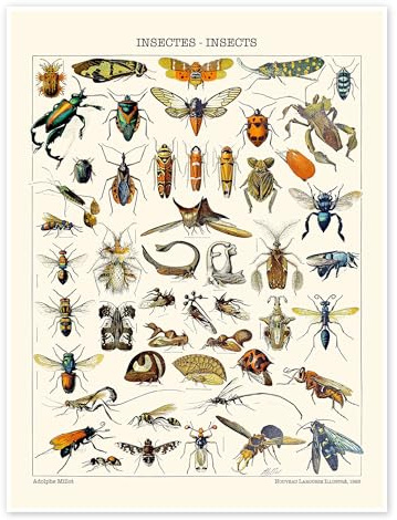 Posterlounge Insekten, 1923 Poster | 90 x 120 cm von Adolphe Millot Bunt Wandbilder Wanddeko