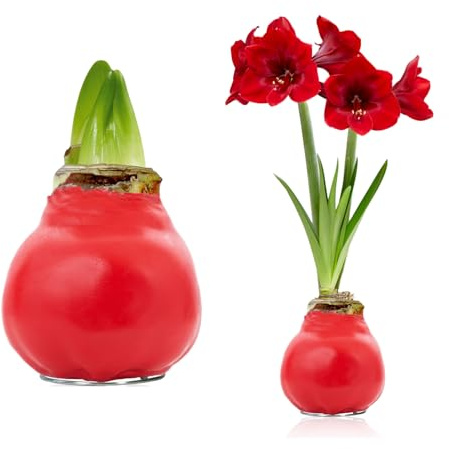 FLORIUM Cire amaryllis rouge « Star Gazer » - Cireuse 28/30 grand format - 1 pièce - Cire cirée/cire - Sans arrosage - Plantes d'intérieur des Pays-Bas - Hippeastrum (pas de verre, vase et pot)