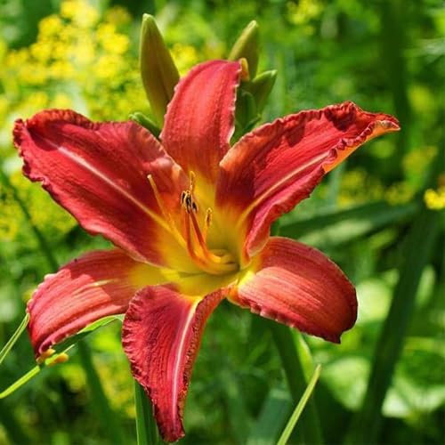 Nouvelles graines de fleurs d'hémérocalles fraîches 100 pièces