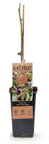Pianta da frutto - Fico - Ficus caria Little mis Figgy - Frutti rossi - 2 piante - 40-50cm - Ø15cm - Pianta da giardino