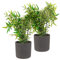 LIVIVO 18CM Round Plastic Flowerpot Plant Pot with Speckled Sandstone Effect for Indoor & Outdoor use including Kitchen Living Room Hallway Garden Patio Entrance Balcony Window - SET OF 2 (Grey)