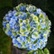 1 PIANTA DI ORTENSIA HYDRANGEA MAGICAL REVOLUTION BLU VASO 14CMcaducifoglia