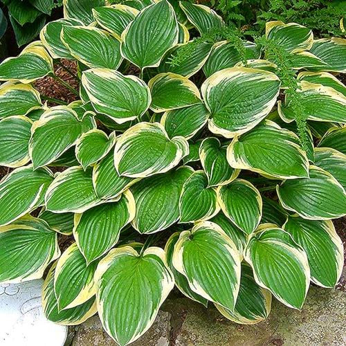 Hosta Bulbo, Hosta Rara, Cobertura Del Suelo,Plantas En Macetas,BalcóN, Cuatro Estaciones, Tolerantes Al FríO Y A La Sombra, Hosta, DecoracióN Del Patio-8bulbos-B