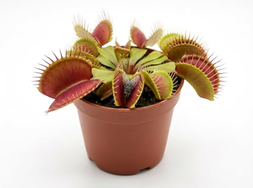Dionaea Muscipula : un trésor carnivore. Un morceau de nature sauvage chez vous.