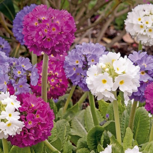 Carbeth Plants Primula Denticulata Mixed Plant 1 x 1L Pot - Colourful Drumstick Primula Herbaceous Perennial - Hardy Spring Flowering Shrub - Ideal for Borders, Shaded Areas & Wildlife Gardens