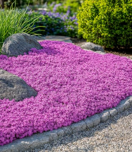 BALDUR Garten 6x Teppichphlox 'Emerald Pink', Pflanzen im 9x9 cm-Topf | winterharter Bodendecker, Phlox subulata, Polsterphlox, Polsterstauden, Moosphlox, Phlox subulata, winterhart