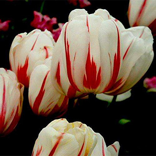 10pcs/bag Tulpe Samen Seltene Bonsai Blumensamen schöne gemischte Farbe Tulpen Topf ausdauernde Hausgärten Tulpe Pflanzen 7
