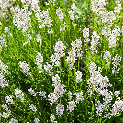200stück lavendel samen weiß pflanze winterharte balkonpflanzen topfpflanzen draußen winterhart indoor garten blumendeko kräutersamen kräuter gartenkräuter pflanztopf zimmerpflanzen