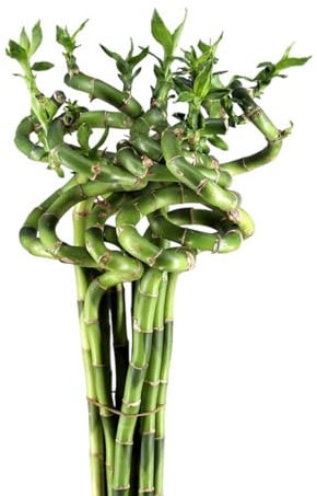Pack de 5 plantas bambú Lucky espiral. BAMBU LUCKY ESPIRAL. Planta decorativa con tallos en espiral que simboliza la buena suerte. 50 cm. Segura Garden.