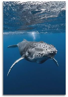 Meerestier-Poster, düsterer Buckelwal-Poster, dekoratives Gemälde, Leinwand, Wandkunst, Bilddruck, moderne Familienschlafzimmer-Dekoration, 30 x 45 cm