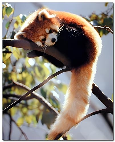 Impact Posters Gallery - Roter Panda sitzt auf einem Baum, Tier-Kunstdruck, Poster (50.8 x 40.6 cm) für Wohnzimmer, Esszimmer