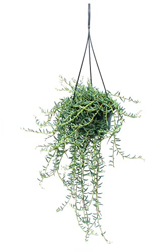 Exotenherz - Senecio hallianus Ampelpflanze - Curio hallianus im 14cm Ampel - hängend