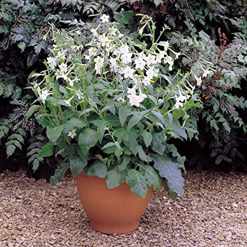 Nicotiana Garden Ready Bedding Plants Tobacco Plant Half-Hardy Annual Fragrant White Blooms Easy to Grow Your Own Garden Flowers Garden Ready Plants By Thompson & Morgan (15)