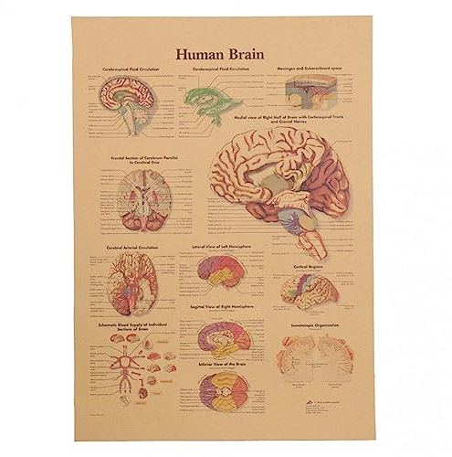 Wudaizhi Anatomisches Kraftpapier-Poster, Lernen der menschlichen Gehirnanatomie, erläuterndes Diagramm-Poster, Vintage-Wandaufkleber, Heim-Bar-Café-Klassenzimmer-Dekor