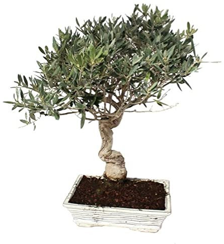 DECOALIVE Olea Europaea Bonsái Olivo Árbol Natural para Coleccionistas