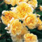 Englische Rose  Malvern Hills ® (Container)