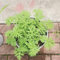 zitronengeranie - samen küchenkräuter pflanztopf hochbeet balkon deko bonsai samen zimmerpflanzen exotische pflanzen kräuter grünpflanzen gartenkräuter balkonpflanzen - 150pcs