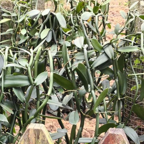 Vanille, Vanilla Planifolia, kletterpflanzen winterharte für garten seltene balkonpflanzen bio blumendeko 80Samen