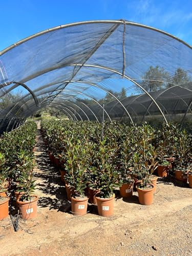 Sunny Tree - Magnolia Grandiflora Alta - 110-120 cm - Magnolienbaum - Weiße Blumen - Gartenpflanze - Schmaler Alleebaum - Winterhart