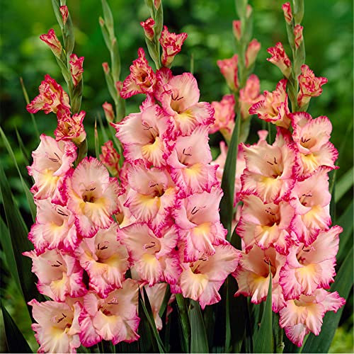 10 x Gladiolus Largeflowering Priscilla – Adds a Pastel Touch to Your Summer Garden – Summer Flowering Bulbs – Perennials – for Your Beautiful Garden