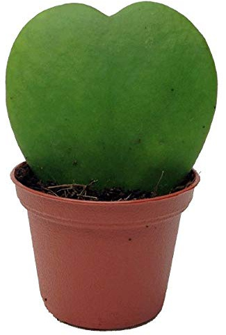 Hoya Semi Kerrii Dicembre Orchidea Familia Bonsai Forniture da Giardino 100 Semi 15# 32682247921ST
