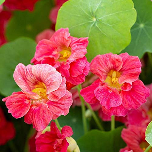 Nasturtium Cherry Rose Seeds - Tropaeolum Nanum - Garden Flower - 10 Seeds